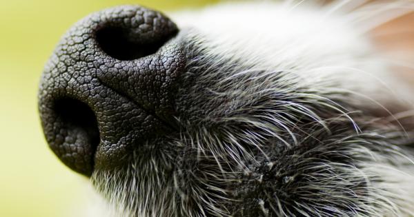 Най накрая учените разгадаха мистерията около ниската температура на носовете на