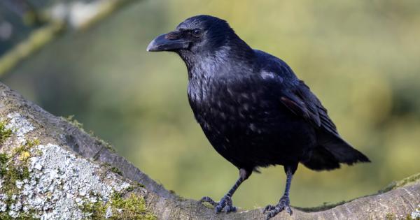 Ново изследване проучващо мозъка на враните разкри нещо доста изненадващо