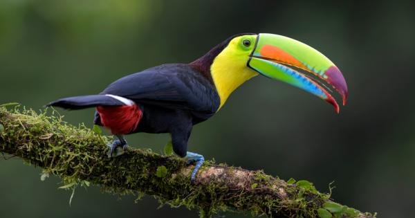 Знаете ли че туканът е всъщност кълвач Да туканите са