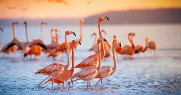 На планетата ни живеят толкова интересни и невероятни създания редом