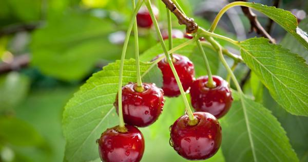 Вишната е един от най полезните плодове Една скромна порция вишни дневно е