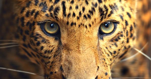 Доклад на WWF посочва за първи път страните чиито икономики