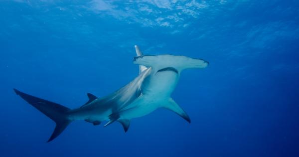 Екип от изследователи откри място на което се размножават акулите