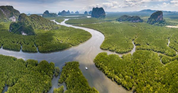 Мангровите гори подводните ливади с морска трева и крайбрежните блатисти