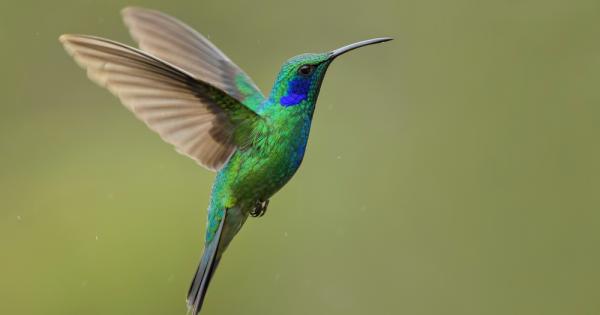 Най дребните видове птици принадлежат към семейство колиброви Те обитават предимно