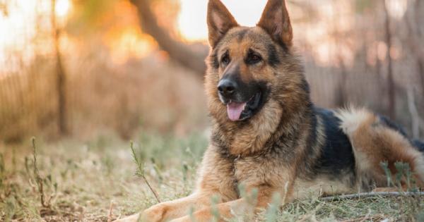 Зодиите влияят не само на хората но и на животните