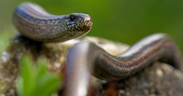 Както е известно гущерите се придвижват на четири крака Всички