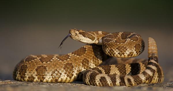 Гърмящите змии могат да се окажат единствените които са доволни