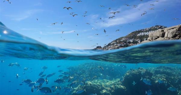 Повече от една трета от влажните зони в Средиземноморския басейн