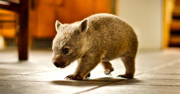 Подобно на останалите тревопасни и вомбатите акат много За разлика