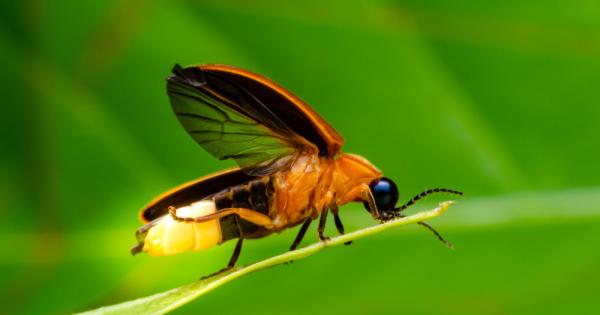 Повечето насекоми привличат вниманието чрез ароматни вещества които излъчват Светулките