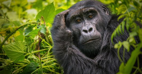 Горилите (Gorilla) са най-големият род човекоподобни маймуни Съществуват два вида: