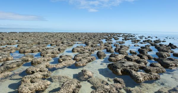 Слоести скали в Западна Австралия съдържат фосили на 3 48 милиарда