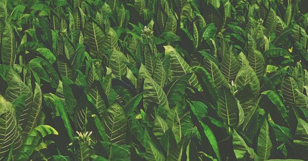 Някои растения издават ултразвукови щраквания които човешкото ухо не може