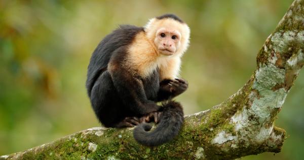 Учени ръководени от Лори Сантос от Харвардския университет проучиха поведението на