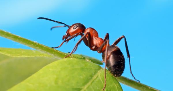 Госпожо мравке накъде ще се локализираш За хранителния си режим