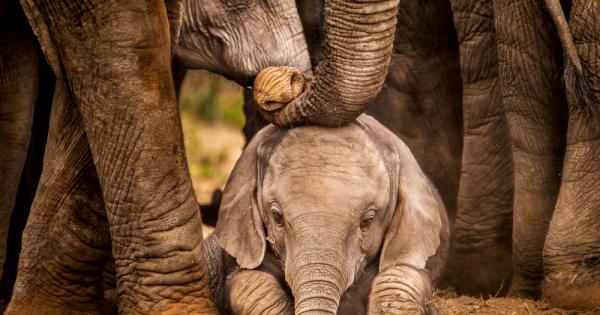 Азиатските слонове шумно оплакват и погребват починалите си малки установи
