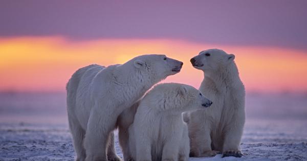 Експерти предупреждават, че белите мечки са застрашени от изчезване заради