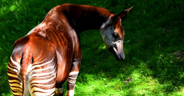 Чували ли сте за жирафи които приличат и на кон