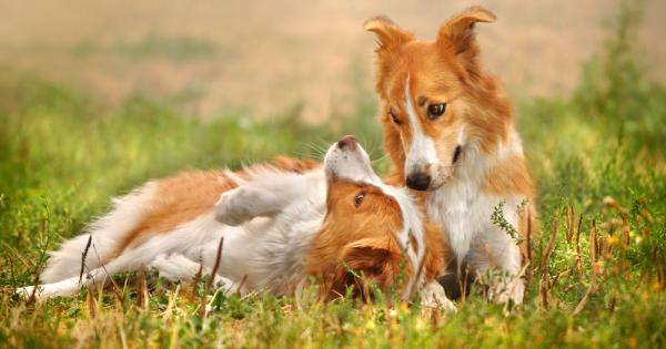 Повечето собственици на кучета често мачкат пухкавите физиономии на своите