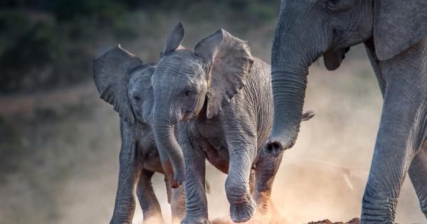 Изглежда и слоновете имат собствен език Според проучване озаглавено Elephant Listening