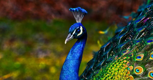 Пауните са едни от най красивите и пленителни създания на Земята