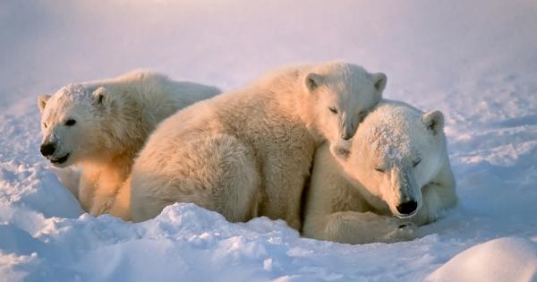 Статията е ориентирана към въздействието на климатичните промени върху представителите