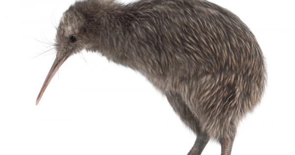 Киви е уникална птица една от най древните в света Тя
