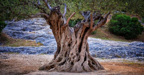 Един монах посадил маслиново дръвче и започнал да се моли