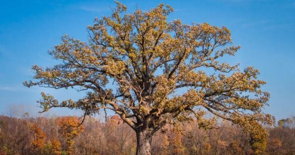 Изключително старите дървета са особено важни за разнообразието издръжливостта и