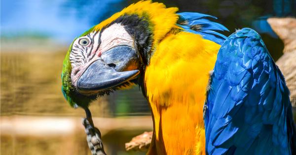 Учени от Нова Зеландия откриха че папагалите са в състояние