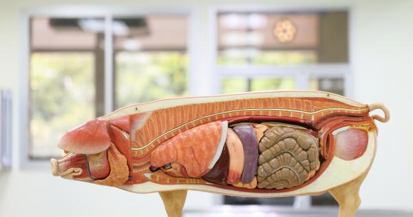 Една впечатляваща нова система възстанови функцията на органите на прасе