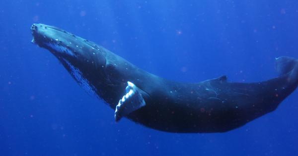 Сините китове са станали най-големите живи същества на планетата, благодарение