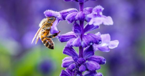 Намаляването на броя на опрашващите насекоми като пчелите кара цветята