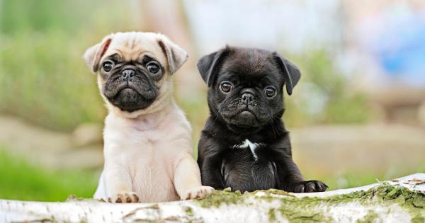 Кучетата с тъпи муцуни и малки носове са по любвеобилни и