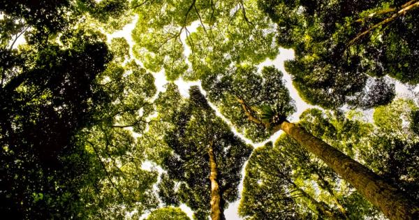 Следващия път когато се разхождате в гората погледнете нагоре към