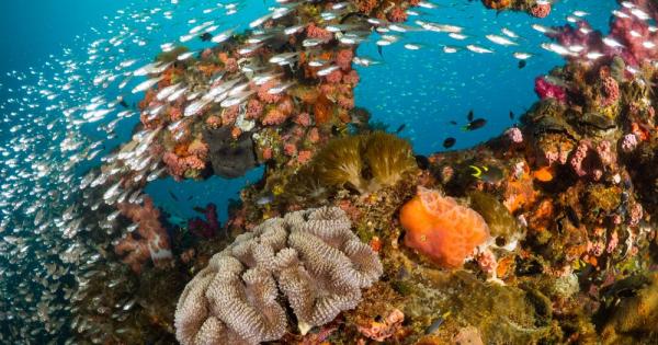 Две трети от Големия бариерен риф имат най голямото коралово покритие