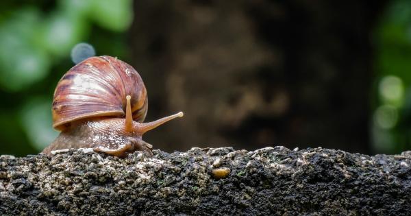 Любимият цвят на охлювите е червеният Откритието е на 19 годишна