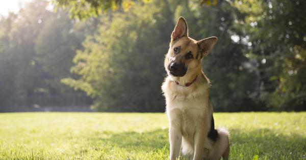 Японски учени са установили че кучетата отлично умеят да преценяват