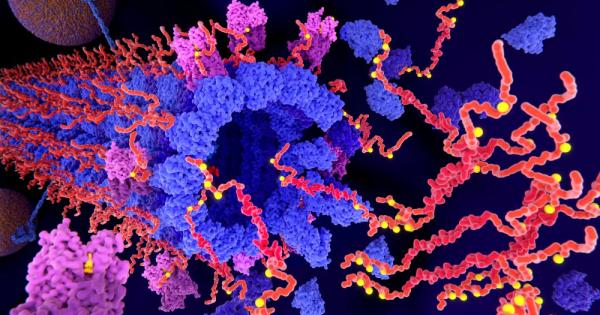 Еднократна инжекция с протеин наречен клото klotho повишава когнитивните функции