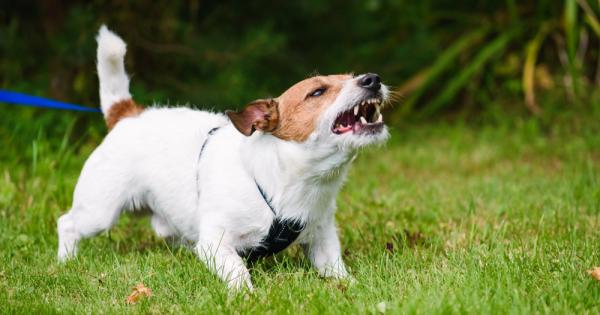 Освен че кучето е най добрият приятел на човека притежава е