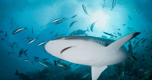 Обикновено гледаме на акулите като на единаци дебнещи тихомълком под