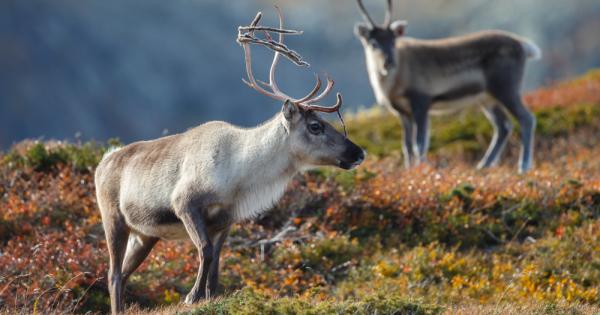 Северните елени са известни с това че дърпат шейната на