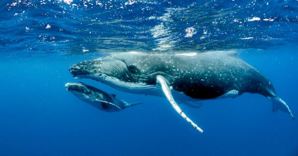 Изследователи от Колумбия заснеха как женски гърбат кит кърми детенцето