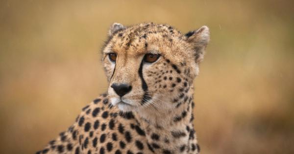 Гепардът e бозайник член на семейство Котки Освен в Африка