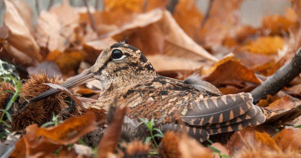 Учени от Лондонския имперски колеж установиха че евразийските бекаси Scolopax
