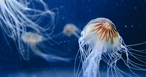 Призът за най отровно животно на света получа несъмнено австралийската кубовидна