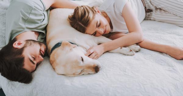 Домашните любимци заемат голяма част от живота ни Обикновено се