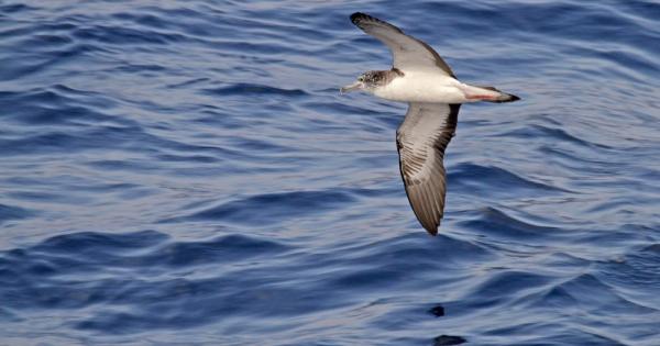 Буревестник е прелетял 1146 км за 11 часа над тайфуна