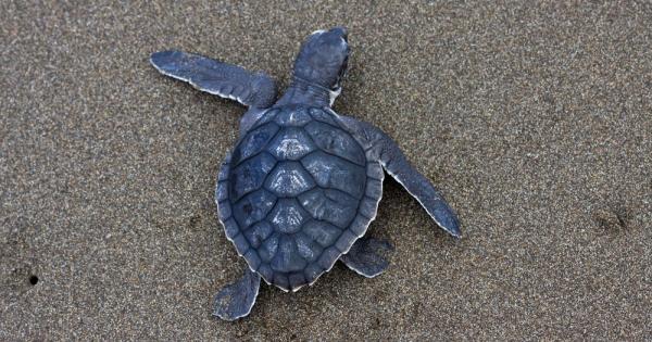 Атлантическата ридлея най малкият и най застрашен вид морска костенурка в